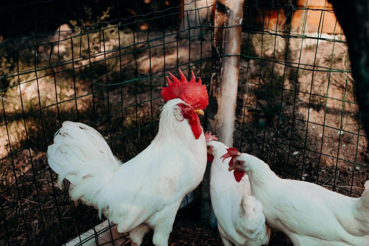 Azienda Agricola Saint Hubert Cantalupo Ligure Εξωτερικό φωτογραφία