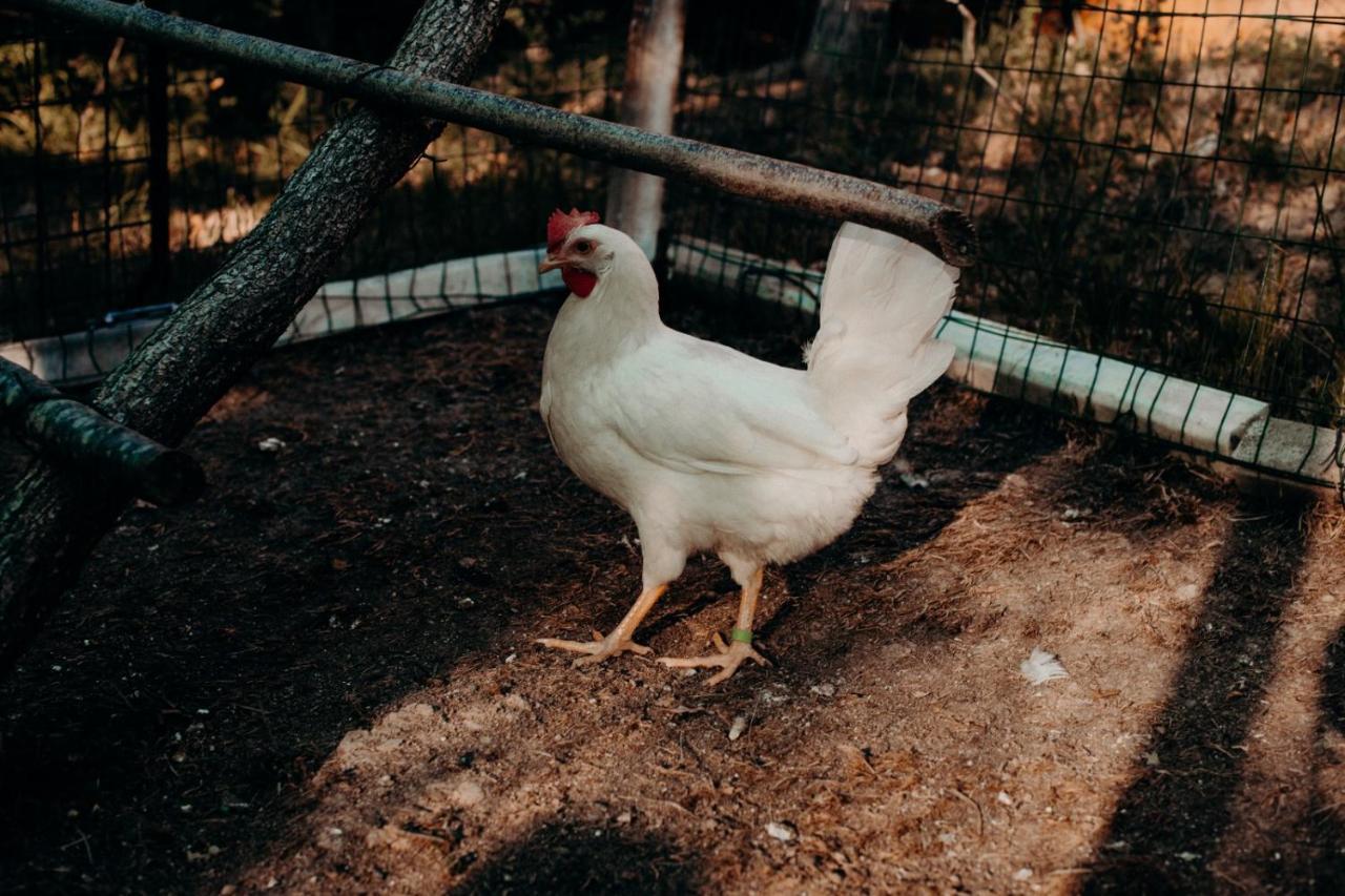 Azienda Agricola Saint Hubert Cantalupo Ligure Εξωτερικό φωτογραφία